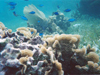 Reef Snorkel Adventure