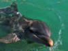 Dolphin Discovery Cancun Tour Options