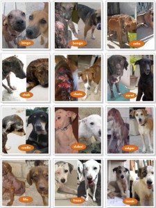 Tierra de Animales Cancun